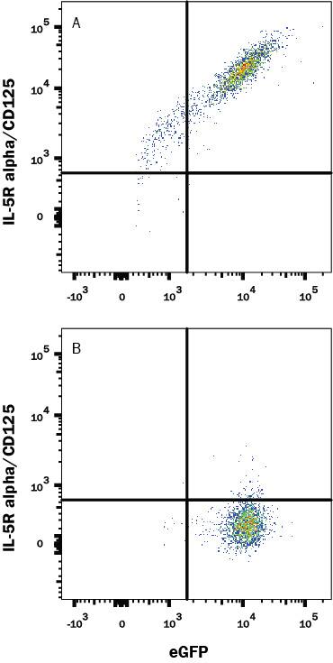 HEK293 human embryonic kidney cell line transfected with either (A) human IL-5 Ra/CD125 or (B) irrelevant transfectants and eGFP was stained with Mouse Anti-Human IL-5 Ra/CD125 APC-conjugated Monoclonal Antibody (Catalog # FAB253A). Quadrant markers were based on control antibody staining (Catalog # IC002A). View our protocol for Staining Membrane-associated Proteins.