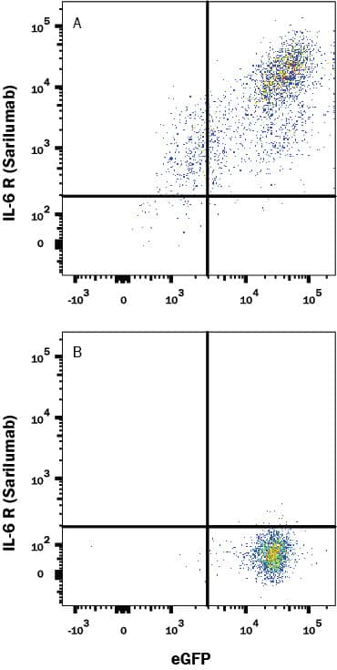 HEK293 Human cell line transfected with (A) Human IL-6R alpha or (B) irrelevant protein, and eGFP was stained with Human Anti-Human IL-6R alpha (Research Grade Sarilumab Biosimilar) Monoclonal Antibody (Catalog # MAB10346) followed by APC-conjugated Anti-Human IgG Secondary Antibody (Catalog # F0135). View our protocol for Staining Membrane-associated Proteins.