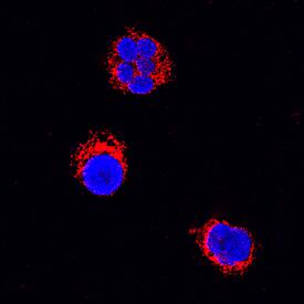 IL-6 was detected in immersion fixed canine peripheral blood mononuclear cells (PBMCs) stimulated with PHA using Goat Anti-Canine IL-6 Antigen Affinity-purified Polyclonal Antibody (Catalog # AF1609) at 15 µg/mL for 3 hours at room temperature. Cells were stained using the NorthernLights™ 557-conjugated Anti-Goat IgG Secondary Antibody (red; Catalog # NL001) and counterstained with DAPI (blue). Specific staining was localized to cytoplasm. View our protocol for Fluorescent ICC Staining of Non-adherent Cells.