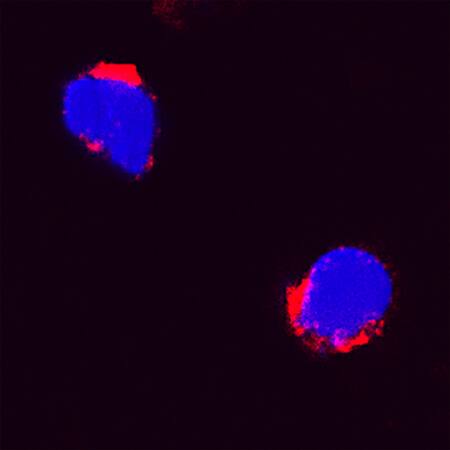 IL-6 was detected in immersion fixed feline peripheral blood mononuclear cells (PBMCs) using Goat Anti-Feline IL-6 Antigen Affinity-purified Polyclonal Antibody (Catalog # AF2305) at 15 µg/mL for 3 hours at room temperature. Cells were stained using the NorthernLights™ 557-conjugated Anti-Goat IgG Secondary Antibody (red; Catalog # NL001) and counterstained with DAPI (blue). Specific staining was localized to cytoplasm. View our protocol for Fluorescent ICC Staining of Non-adherent Cells.