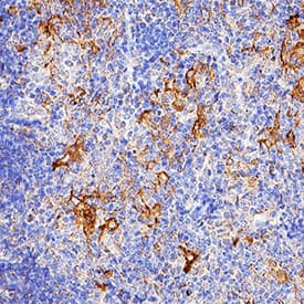 <b>Biological Strategies Validation. </b>IL-6 was detected in perfusion fixed frozen sections of mouse thymus using Goat Anti-Mouse IL-6 Antigen Affinity-purified Polyclonal Antibody (Catalog # AF-406-NA) at 5 µg/mL for 1 hour at room temperature followed by incubation with the Anti-Goat IgG VisUCyte™ HRP Polymer Antibody (Catalog # VC004). Tissue was stained using DAB (brown) and counterstained with hematoxylin (blue). Specific staining was localized to cell surface in lymphocytes. View our protocol for IHC Staining with VisUCyte HRP Polymer Detection Reagents.