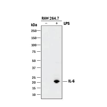Western blot shows lysates of RAW 264.7 mouse monocyte/macrophage cell line untreated (-) or treated (+) with LPS. PVDF membrane was probed with 0.5 µg/mL of Goat Anti-Mouse IL-6 Antigen Affinity-purified Polyclonal Antibody (Catalog # AF-406-NA) followed by HRP-conjugated Anti-Goat IgG Secondary Antibody (Catalog # HAF017). A specific band was detected for IL-6 at approximately 22 kDa (as indicated). This experiment was conducted under reducing conditions and using Immunoblot Buffer Group 1.