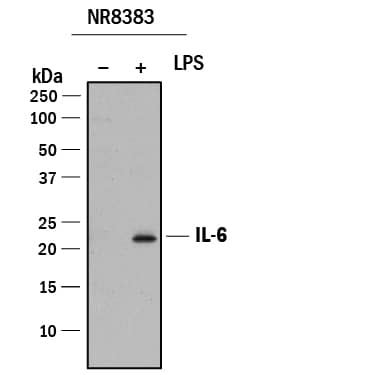 Western blot shows lysates of NR8383 rat alveolar macrophage cell line untreated (-) or treated (+) with LPS. PVDF membrane was probed with 1 µg/mL of Goat Anti-Rat IL-6 Antigen Affinity-purified Polyclonal Antibody (Catalog # AF506) followed by HRP-conjugated Anti-Goat IgG Secondary Antibody (Catalog # HAF017). A specific band was detected for IL-6 at approximately 22 kDa (as indicated). This experiment was conducted under reducing conditions and using Immunoblot Buffer Group 1.