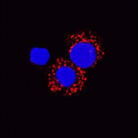 IL-6 was detected in immersion fixed canine peripheral blood mononuclear cells (PBMCs) using Mouse Anti-Canine IL-6 Monoclonal Antibody (Catalog # MAB16091) at 25 µg/mL for 3 hours at room temperature. Cells were stained using the NorthernLights™ 557-conjugated Anti-Mouse IgG Secondary Antibody (red; Catalog # NL007) and counterstained with DAPI (blue). Specific staining was localized to cytoplasm. View our protocol for Fluorescent ICC Staining of Non-adherent Cells.