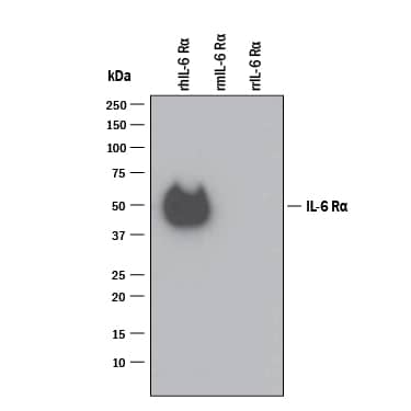 Western blot shows 5 ng of Recombinant Human IL-6R alpha (Catalog # 227-SR), Recombinant Mouse IL-6R alpha (Catalog # 1830-SR) and Recombinant Rat IL-6 R. PVDF Membrane was probed with 0.1 µg/mL of Goat Anti-Human IL-6R alpha Antigen Affinity-purified Polyclonal Antibody (Catalog # AF-227-NA) followed by HRP-conjugated Anti-Goat IgG Secondary Antibody (Catalog # HAF109). A specific band was detected for IL-6R alpha at approximately 50 kDa (as indicated). This experiment was conducted under reducing conditions and using Immunoblot Buffer Group 3.