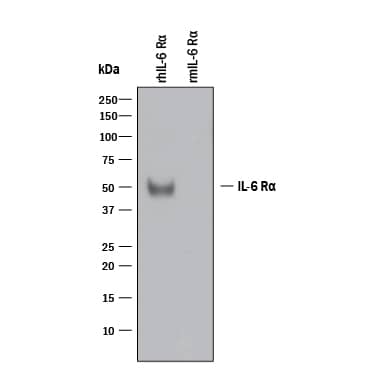 Western blot shows 25 ng of Recombinant Human IL-6R alpha (Catalog # 227-SR) and Recombinant Mouse IL-6R alpha (Catalog # 1830-SR). PVDF Membrane was probed with 1 µg/mL of Mouse Anti-Human IL-6R alpha Monoclonal Antibody (Catalog # MAB227) followed by HRP-conjugated Anti-Mouse IgG Secondary Antibody (Catalog # HAF007). A specific band was detected for IL-6R alpha at approximately 50 kDa (as indicated). This experiment was conducted under reducing conditions and using Immunoblot Buffer Group 3.