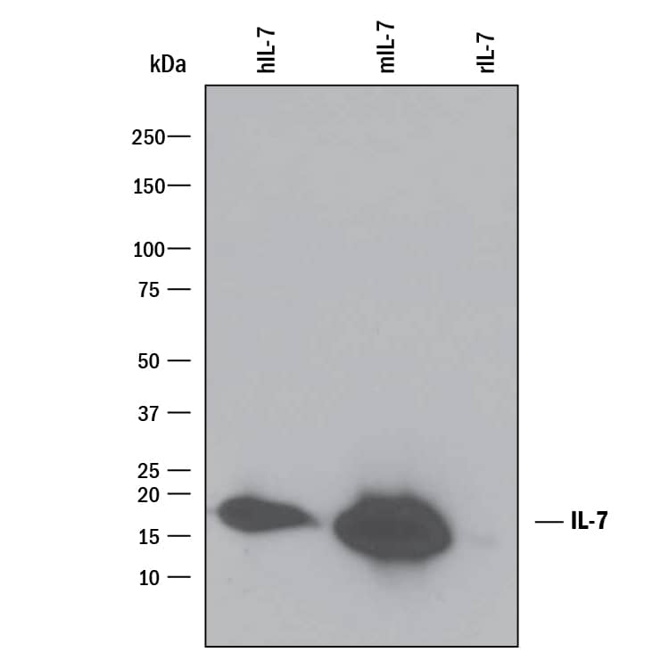 Western blot shows 25 ng of Recombinant Human IL-7 (207-IL), Recombinant Mouse IL-7 (407-ML) and Recombinant Rat IL-7 (7857-RL). PVDF Membrane was probed with 0.1 µg/mL of Goat Anti-Human IL-7 Antigen Affinity-purified Polyclonal Antibody (Catalog # AF-207-NA) followed by HRP-conjugated Anti-Goat IgG Secondary Antibody HAF109). A specific band was detected for IL-7 at approximately 17 kDa (as indicated). This experiment was conducted under reducing conditions and using Immunoblot Buffer Group 3.