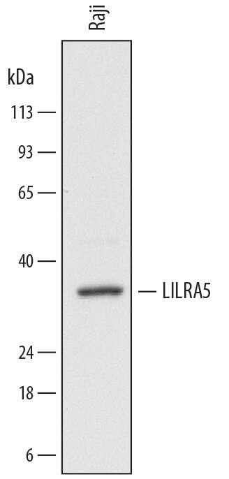 Western Blot ILT11/LILRA5 Antibody (711827)