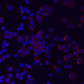 Immunocytochemistry ILT11/LILRA5 Antibody (711828) [Unconjugated]