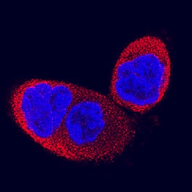 Immunocytochemistry IMPA1 Antibody (984604) [Unconjugated]