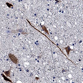 Immunohistochemistry IMPA1 Antibody (984604) [Unconjugated]