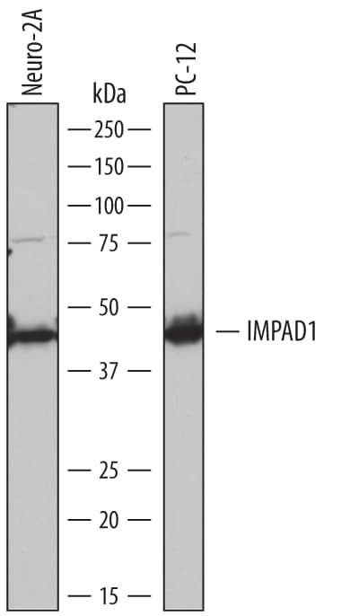 Western blot shows lysates of Neuro-2A mouse neuroblastoma cell line and PC-12 rat adrenal pheochromocytoma cell line. PVDF membrane was probed with 1 µg/mL of Sheep Anti-Mouse Inositol Monophosphatase 3/IMPAD1 Antigen Affinity-purified Polyclonal Antibody (Catalog # AF7028) followed by HRP-conjugated Anti-Sheep IgG Secondary Antibody (Catalog # HAF016). A specific band was detected for Inositol Monophosphatase 3/IMPAD1 at approximately 42 kDa (as indicated). This experiment was conducted under reducing conditions and using Immunoblot Buffer Group 1.