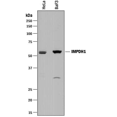 Western Blot IMPDH1 Antibody [Unconjugated]