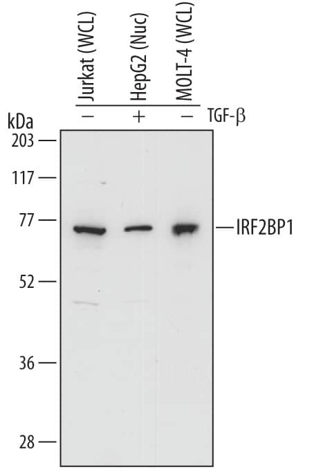 Western Blot IRF2BP1 Antibody