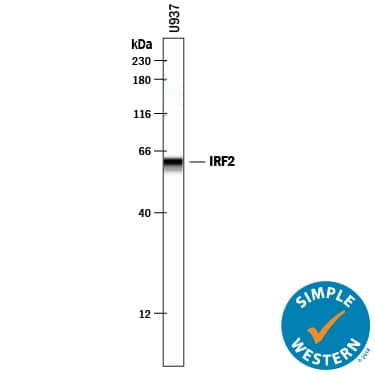 Simple Western lane view shows lysates of U937 human histiocytic lymphoma cell line, loaded at 0.2 mg/mL. A specific band was detected for IRF2 at approximately 61 kDa (as indicated) using 5 µg/mL of Goat Anti-Human IRF2 Antigen Affinity-purified Polyclonal Antibody (Catalog # AF4049) followed by 1:50 dilution of HRP-conjugated Anti-Goat IgG Secondary Antibody (Catalog # HAF109). This experiment was conducted under reducing conditions and using the 12-230 kDa separation system.