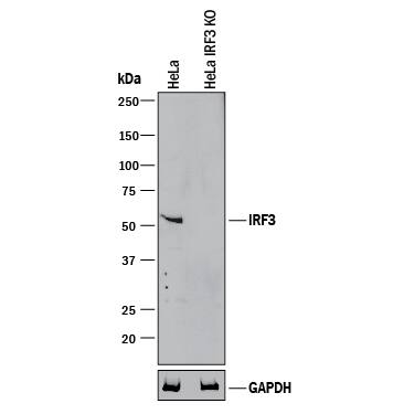 <b>Genetic Strategies Validation. </b>Western blot shows lysates of HeLa human cervical epithelial carcinoma parental cell line and IRF3 knockout HeLa cell line (KO). PVDF membrane was probed with 1 µg/mL of Goat Anti-Human IRF3 Antigen Affinity-purified Polyclonal Antibody (Catalog # AF4019) followed by HRP-conjugated Anti-Goat IgG Secondary Antibody (Catalog # HAF017). A specific band was detected for IRF3 at approximately 50 kDa (as indicated) in the parental HeLa cell line, but is not detectable in knockout HeLa cell line. GAPDH (Catalog # AF5718) is shown as a loading control. This experiment was conducted under reducing conditions and using Immunoblot Buffer Group 1.