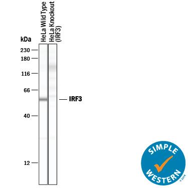 Simple Western lane view shows lysates of HeLa human cervical epithelial carcinoma parental cell line and IRF3 knockout HeLa cell line (KO), loaded at 0.2 mg/mL. A specific band was detected for IRF3 at approximately 57 kDa (as indicated) in the parental HeLa cell line, but is not detectable in knockout HeLa cell line. Goat Anti-Human IRF3 Antigen Affinity-purified Polyclonal Antibody (Catalog # AF4019) was used at 10 µg/mL followed by 1:50 dilution of HRP-conjugated Anti-Goat IgG Secondary Antibody (Catalog # HAF019). This experiment was conducted under reducing conditions and using the 12-230 kDa separation system.