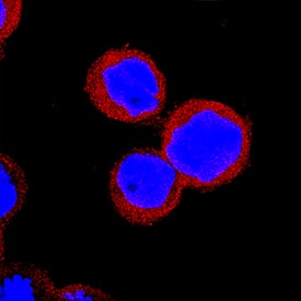 IRF5 was detected in immersion fixed THP‑1 human acute monocytic leukemia cell line using Sheep Anti-Human IRF5 Antigen Affinity-purified Polyclonal Antibody (Catalog # AF4508) at 15 µg/mL for 3 hours at room temperature. Cells were stained using the NorthernLights™ 557-conjugated Anti-Sheep IgG Secondary Antibody (red; Catalog # NL010) and counterstained with DAPI (blue). Specific staining was localized to cytoplasm. View our protocol for Fluorescent ICC Staining of Non-adherent Cells.