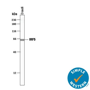 Simple Western lane view shows lysates of Daudi human Burkitt's lymphoma cell line, loaded at 0.2 mg/mL. A specific band was detected for IRF5 at approximately 64 kDa (as indicated) using 20 µg/mL of Sheep Anti-Human IRF5 Antigen Affinity-purified Polyclonal Antibody (Catalog # AF4508) followed by 1:50 dilution of HRP-conjugated Anti-Sheep IgG Secondary Antibody (Catalog # HAF016). This experiment was conducted under reducing conditions and using the 12-230 kDa separation system.