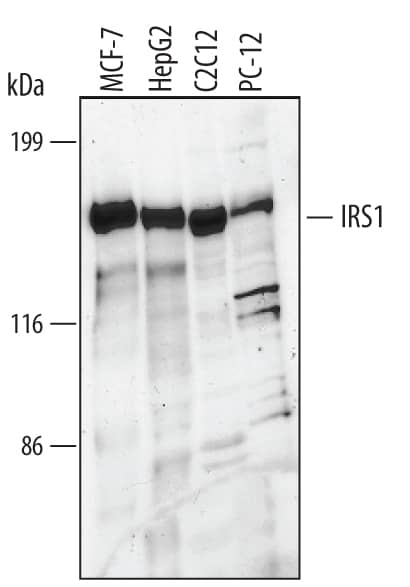 Western blot shows lysates of MCF-7 human breast cancer cell line, HepG2 human hepatocellular carcinoma cell line, C2C12 mouse myoblast cell line, and PC-12 rat adrenal pheochromocytoma cell line. PVDF membrane was probed with 1 µg/mL of Goat Anti-Human/Mouse/Rat IRS1 Antigen Affinity-purified Polyclonal Antibody (Catalog # AF3978) followed by HRP-conjugated Anti-Goat IgG Secondary Antibody (Catalog # HAF017). A specific band was detected for IRS1 at approximately 170 kDa (as indicated). This experiment was conducted using Immunoblot Buffer Group 1.