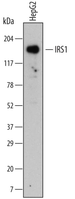 Western blot shows lysates of HepG2 human hepatocellular carcinoma cell line. PVDF Membrane was probed with 1 µg/mL of Mouse Anti-Human IRS1 Monoclonal Antibody (Catalog # MAB39782) followed by HRP-conjugated Anti-Mouse IgG Secondary Antibody (Catalog # HAF007). A specific band was detected for IRS1 at approximately 160 kDa (as indicated). This experiment was conducted under reducing conditions and using Immunoblot Buffer Group 1.