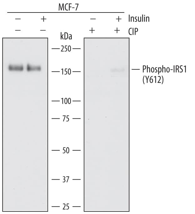 Western blot shows lysates of MCF-7 human breast cancer cell line untreated (-) or treated (+) with 1 µg/mL Insulin for 5 minutes and 300 U/mL CIP for 1 hour. PVDF membrane was probed with 0.2 µg/mL of Mouse Anti-Human Phospho-IRS1 (Y612) Monoclonal Antibody (Catalog # MAB7314) followed by HRP-conjugated Anti-Mouse IgG Secondary Antibody (Catalog # HAF007). A specific band was detected for Phospho-IRS1 (Y612) at approximately 150 kDa (as indicated). This experiment was conducted under reducing conditions and using Immunoblot Buffer Group 1.