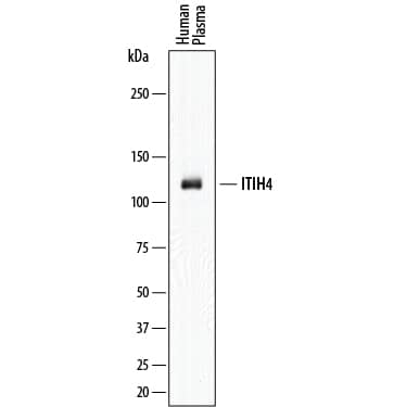 Western Blot ITIH4 Antibody