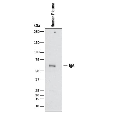 Western blot shows human plasma. PVDF membrane was probed with 0.1 µg/mL of Sheep Anti-Human IgA Antigen Affinity-purified Polyclonal Antibody (Catalog # AF4787) followed by HRP-conjugated Anti-Sheep IgG Secondary Antibody (Catalog # HAF016). A specific band was detected for IgA at approximately 60 kDa (as indicated). This experiment was conducted under reducing conditions and using Immunoblot Buffer Group 1.