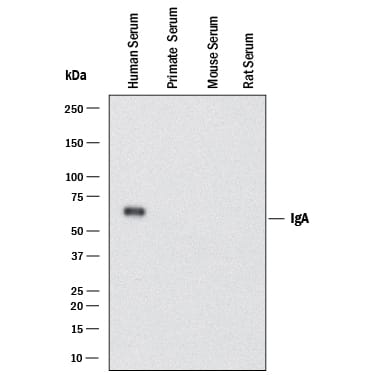 Western blot shows human serum, primate serum, mouse serum, and rat serum. PVDF membrane was probed with 0.2 µg/mL of Rabbit Anti-Human IgA Monoclonal Antibody (Catalog # MAB4787) followed by HRP-conjugated Anti-Rabbit IgG Secondary Antibody (Catalog # HAF008). A specific band was detected for IgA at approximately 60 kDa (as indicated). This experiment was conducted under reducing conditions and using Immunoblot Buffer Group 1.