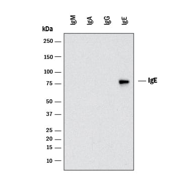 Western Blot Rat anti-Mouse IgE Secondary Antibody (343527) [Unconjugated]