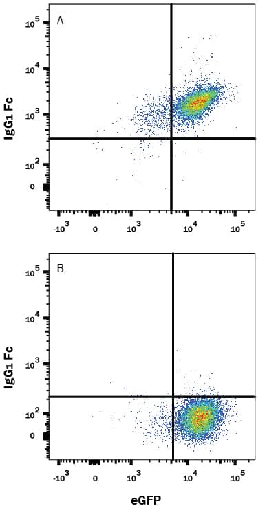 HEK293 human embryonic kidney cell line transfected with human PD-1 and eGFP either (A) bound to Recombinant Human B7-H1/PD-L1 Fc Chimera (Catalog # 156-B7) or (B) untreated was stained with Mouse Anti-Human IgG PE-conjugated Monoclonal Antibody (Catalog # FAB110P). View our protocol for Staining Membrane-associated Proteins.