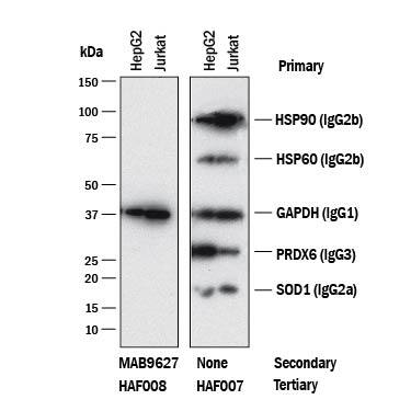 Western blot shows lysates of HepG2 and Jurkat cell lines. PVDF membrane was probed with anti-HSP90 (Catalog # MAB3286, Mouse IgG2Bisotype), anti-HSP60 (Catalog # MAB1800, Mouse IgG2Bisotype), anti-GAPDH (Catalog # MAB5718,Mouse IgG1isotype), anti-Peroxiredoxin 6 (Catalog # MAB3490, Mouse IgG3isotype), and anti-SOD1 (Catalog # MAB3418, Mouse IgG2Aisotype). The left panel was then probed with 0.5 µg/mL of Rabbit Anti-Mouse IgG1(Catalog # MAB9627) followed by HRP-conjugated Anti-Rabbit IgG Secondary Antibody (Catalog # HAF008). A specific band was detected for IgG1isotype antibody at approximately 39 kDa (as indicated). The right panel was probed with HRP-conjugated Anti-Mouse IgG Secondary Antibody (Catalog # HAF007) but not Rabbit Anti-Mouse IgG1Monoclonal Antibody (Catalog # MAB9627). This experiment was conducted under reducing conditions and using Immunoblot Buffer Group 1.