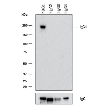 Western blot shows lysates of purified human IgG1, purified human IgG2(negative control), purified human IgG3(negative control), and human purified human IgG4(negative control). PVDF membrane was probed with 2 µg/mL of Mouse Anti-Human IgG1Monoclonal Antibody (Catalog # MAB98941) followed by HRP-conjugated Anti-Mouse IgG Secondary Antibody (Catalog # HAF018). A specific band was detected for IgG1at approximately 240 kDa (as indicated). Human IgG (Catalog # MAB1101) is shown as a loading control.This experiment was conducted under non-reducing conditions and using Immunoblot Buffer Group 1.