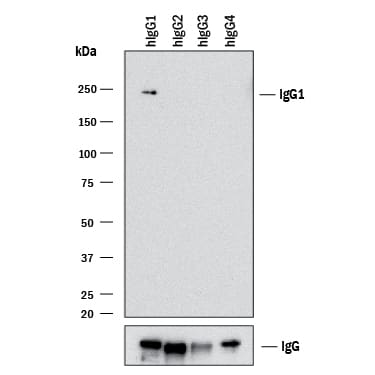 Western blot shows lysates of purified human IgG1, purified human IgG2(negative control), purified human IgG3(negative control), and human purified human IgG4(negative control). PVDF membrane was probed with 2 µg/mL of Mouse Anti-Human IgG1Monoclonal Antibody (Catalog # MAB9894) followed by HRP-conjugated Anti-Mouse IgG Secondary Antibody (Catalog # HAF018). A specific band was detected for IgG1at approximately 240 kDa (as indicated). Human IgG (Catalog # MAB1101) is shown as a loading control.This experiment was conducted under non-reducing conditions and using Immunoblot Buffer Group 1.