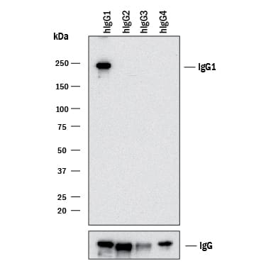 Western blot shows lysates of purified human IgG1, purified human IgG2(negative control), purified human IgG3(negative control), and human purified human IgG4(negative control). PVDF membrane was probed with 1 µg/mL of Rabbit Anti-Human IgG1Monoclonal Antibody (Catalog # MAB9930) followed by HRP-conjugated Anti-Rabbit IgG Secondary Antibody (Catalog # HAF008). A specific band was detected for IgG1at approximately 240 kDa (as indicated). Human IgG (Catalog # MAB1101) is shown as a loading control.This experiment was conducted under non-reducing conditions and using Immunoblot Buffer Group 1.