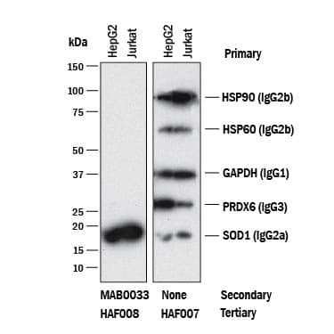 Western blot shows lysates of HepG2 and Jurkat cell lines. PVDF membrane was probed with anti-HSP90 (Catalog # MAB3286, Mouse IgG2Bisotype), anti-HSP60 (Catalog # MAB1800, Mouse IgG2Bisotype), anti-GAPDH (Catalog # MAB5718, Mouse IgG1isotype), anti-Peroxiredoxin 6 (Catalog # MAB3490, Mouse IgG3isotype), and anti-SOD1 (Catalog # MAB3418, Mouse IgG2Aisotype). The left panel was then probed with 0.5 µg/mL of Rabbit Anti-Mouse IgG2A(Catalog # MAB0033) followed by HRP-conjugated Anti-Rabbit IgG Secondary Antibody (Catalog # HAF008). A specific band was detected for IgG2Aisotype antibody at approximately 18 kDa (as indicated). The right panel was probed with HRP-conjugated Anti-Mouse IgG Secondary Antibody (Catalog # HAF007) but not Rabbit Anti-Mouse IgG2AMonoclonal Antibody (Catalog # MAB0033). This experiment was conducted under reducing conditions and using Immunoblot Buffer Group 1.