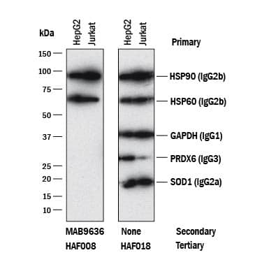 Western blot shows lysates of HepG2 and Jurkat cell lines. PVDF membrane was probed with anti-HSP90 (MAB3286, Mouse IgG2Bisotype), anti-HSP60 (MAB1800, Mouse IgG2Bisotype), anti-GAPDH (MAB5718,Mouse IgG1isotype), anti-Peroxiredoxin 6 (MAB3490, Mouse IgG3isotype), and anti-SOD1 (MAB3418, Mouse IgG2Aisotype). The left panel was then probed with 0.5 µg/mL of Rabbit Anti-Mouse IgG2B(Catalog # MAB9636) followed by HRP-conjugated Anti-Rabbit IgG Secondary Antibody (HAF008). Specific bands were detected for IgG2Bisotype antibodies at approximately 60 and 90 kDa (as indicated). The right panel was probed with HRP-conjugated Anti-Mouse IgG Secondary Antibody (HAF018) but not Rabbit Anti-Mouse IgG2BMonoclonal Antibody (Catalog # MAB9636). This experiment was conducted under reducing conditions and using Immunoblot Buffer Group 1.
