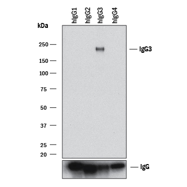 Western blot shows lysates of purified human IgG1(negative control), purified human IgG2(negative control), purified human IgG3, and human purified human IgG4(negative control). PVDF membrane was probed with 2 µg/mL of Mouse Anti-Human IgG3Monoclonal Antibody (Catalog # MAB10122) followed by HRP-conjugated Anti-Mouse IgG Secondary Antibody (Catalog # HAF018). A specific band was detected for IgG3at approximately 240 kDa (as indicated). Human IgG (Catalog # MAB1101) is shown as a loading control.This experiment was conducted under non-reducing conditions and using Immunoblot Buffer Group 1.