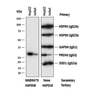 Western blot shows lysates of HepG2 and Jurkat cell lines. PVDF membrane was probed with anti-HSP90 (Catalog # MAB3286, Mouse IgG2Bisotype), anti-HSP60 (Catalog # MAB1800, Mouse IgG2Bisotype), anti-GAPDH (Catalog # MAB5718,Mouse IgG1isotype), anti-Peroxiredoxin 6 (Catalog # MAB3490, Mouse IgG3isotype), and anti-SOD1 (Catalog # MAB3418, Mouse IgG2Aisotype). The left panel was then probed with 0.5 µg/mL of Rabbit Anti-Mouse IgG3(Catalog # MAB9675) followed by HRP-conjugated Anti-Rabbit IgG Secondary Antibody (Catalog # HAF008). A specific bands was detected for IgG3isotype antibody at approximately 26 kDa (as indicated). The right panel was probed with HRP-conjugated Anti-Mouse IgG Secondary Antibody (Catalog # HAF018) but not Rabbit Anti-Mouse IgG2BMonoclonal Antibody (Catalog # MAB9675). This experiment was conducted under reducing conditions and using Immunoblot Buffer Group 1.