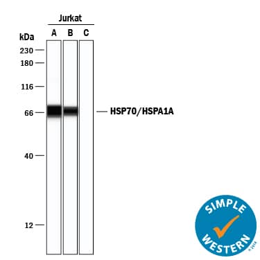 Simple Western lane view shows lysates of Jurkat human acute T cell leukemia cell line, loaded at 0.2 mg/mL. A specific band was detected for HSP70/HSPA1A at approximately 71 kDa (as indicated) using 5 µg/mL (Lane A), 1.25 µg/mL (Lane B), or 0 µg/mL Lane C, negative control) of Rabbit Anti-Human/Mouse/Rat HSP70/HSPA1A Antigen Affinity-purified Polyclonal Antibody (Catalog # AF1663) followed by 1:500 dilution of Biotin-conjugated Anti-Rabbit IgG Secondary Antibody (BAF008). Streptavidin-HRP was used for detection. This experiment was conducted under reducing conditions and using the 12-230 kDa separation system.