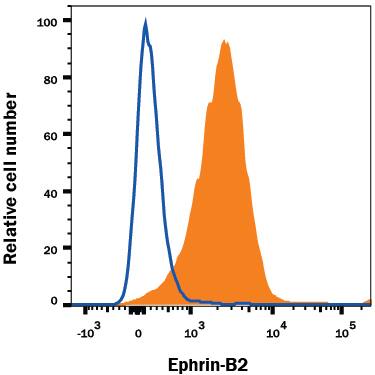 SH-SY5Y human neuroblastoma cell line was stained with Goat Anti-Human/Mouse/Rat Ephrin-B2 Antigen Affinity-purified Polyclonal Antibody (Catalog # AF496, filled histogram) or isotype control antibody (Catalog # AB-108-C, open histogram), followed by Phycoerythrin-conjugated Anti-Goat IgG Secondary Antibody (Catalog # F0107) at 10 uL/106cells.