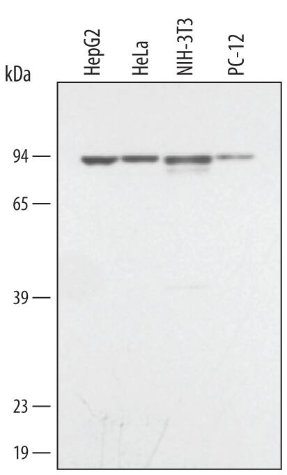 Western blot shows detection of Mouse Anti-Human/Mouse/Rat STAT3 Monoclonal Antibody (MAB1799) using a 1:1000 dilution of HRP-conjugated Anti-Mouse IgG Secondary Antibody (Catalog # HAF007). This experiment was conducted under reducing conditions and using Immunoblot Buffer Group 1.