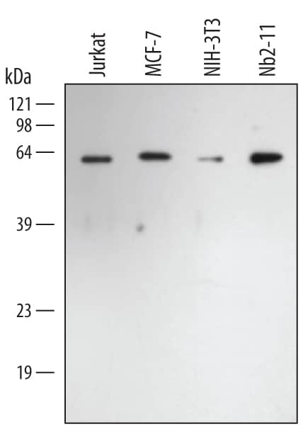 Western blot shows detection of Rabbit Anti-Human/Mouse/Rat HSP60 Polyclonal Antibody (AF1800) using a 1:1000 dilution of HRP-conjugated Anti-Rabbit IgG Secondary Antibody (Catalog # HAF008). This experiment was conducted under reducing conditions and using Immunoblot Buffer Group 1.