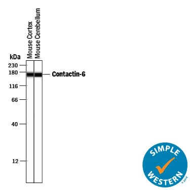 Simple Western lane view shows detection of Sheep Anti-Mouse Contactin-6 Polyclonal Antibody (AF5890) using a 1:50 dilution of HRP-conjugated Anti-Sheep IgG Secondary Antibody (Catalog # HAF016). This experiment was conducted under reducing conditions and using the 12-230 kDa separation system.