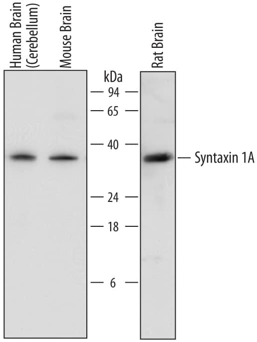Western blot shows detection of Goat Anti-Human/Mouse/Rat Syntaxin 1A Polyclonal Antibody (Catalog # AF7237) using a 1:1000 dilution of HRP-conjugated Anti-Goat IgG Secondary Antibody (Catalog # HAF017). This experiment was conducted under reducing conditions and using Immunoblot Buffer Group 1.