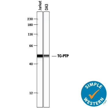 Simple Western lane view shows detection of Goat Anti-Human/Mouse/Rat TC-PTP Polyclonal Antibody (Catalog # AF1930) using a 1:50 dilution of HRP-conjugated Anti-Goat IgG Secondary Antibody (Catalog # HAF109). This experiment was conducted under reducing conditions and using the 12-230 kDa separation system.