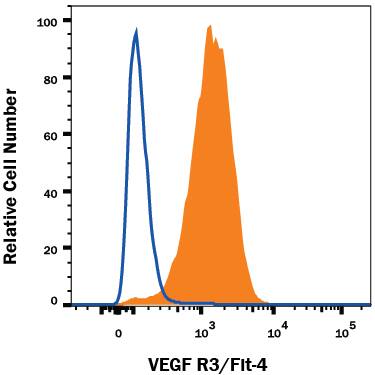 bEnd.3 mouse endothelioma cell line was stained with Goat Anti-Mouse VEGF R3/Flt-4 PE-conjugated Antigen Affinity-purified Polyclonal Antibody (Catalog # FAB743P, filled histogram) or Goat IgG PE-conjugated Isotype Control Antibody (Catalog # IC108P, open histogram). View our protocol for Staining Membrane-associated Proteins.
