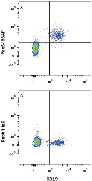 Human peripheral blood mononuclear cells (PBMCs) were stained with Mouse Anti-Human CD19 APC-conjugated Monoclonal Antibody (Catalog # FAB4867A) and either (A) Rabbit Anti-Human/Mouse Pax5/BSAP Monoclonal Antibody (Catalog # MAB3487) or (B) Normal Rabbit IgG Control (Catalog # MAB1050) followed by Phycoerythrin-conjugated Anti-Rabbit IgG Secondary Antibody (Catalog # F0110). To facilitate intracellular staining, cells were fixed and permeabilized with FlowX FoxP3 Fixation & Permeabilization Buffer Kit (Catalog # FC012). View our protocol for Staining Intracellular Molecules.