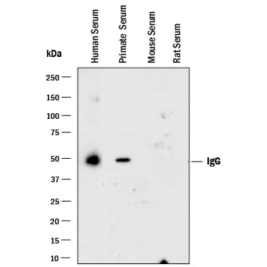 Western blot shows human serum, primate, mouse, and rat serum. PVDF membrane was probed with 0.05 µg/mL of Rabbit Anti-Human/Primate IgG Monoclonal Antibody (Catalog # MAB1101) followed by HRP-conjugated Anti-Rabbit IgG Secondary Antibody (Catalog # HAF008). A specific band was detected for human and primate IgG at approximately 55 kDa (as indicated). This experiment was conducted under reducing conditions and using Immunoblot Buffer Group 1.