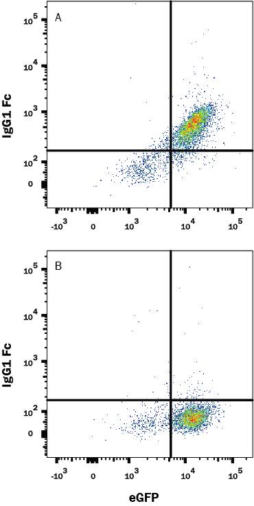 Flow Cytometry IgG Antibody (97924) [Unconjugated] - Fc region